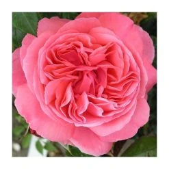 Special Anniversary | Hybrid Tea Rose 10 Special Anniversary | Hybrid Tea Rose -FruitSprout Shop PL11007 add image 1 a101