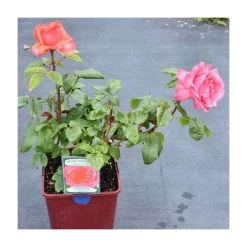 Special Anniversary | Hybrid Tea Rose 11 Special Anniversary | Hybrid Tea Rose -FruitSprout Shop PL11007 add image 2 6599