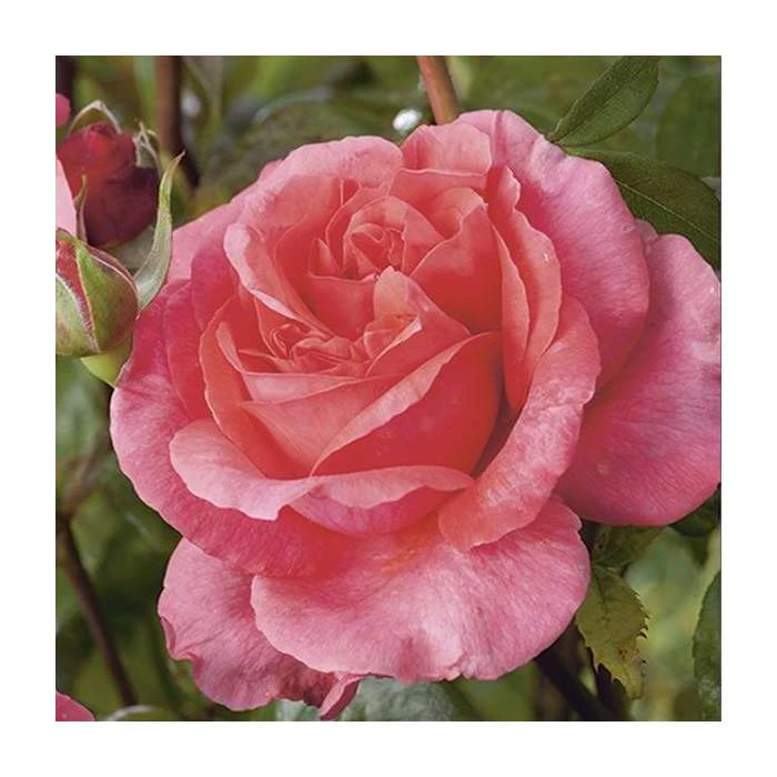 Special Anniversary | Hybrid Tea Rose 8 Special Anniversary | Hybrid Tea Rose - Image 6