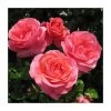 Special Anniversary | Hybrid Tea Rose 1 Special Anniversary | Hybrid Tea Rose -FruitSprout Shop PL11007 main image 4b7b