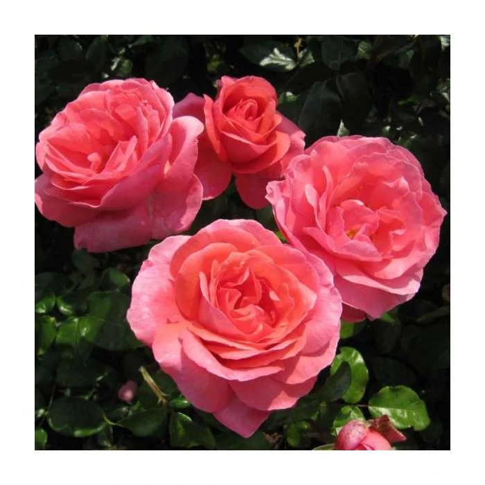 Special Anniversary | Hybrid Tea Rose 4 Special Anniversary | Hybrid Tea Rose - Image 2