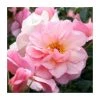 Happy Retirement | Floribunda Rose 2 Happy Retirement | Floribunda Rose -FruitSprout Shop PL11012 main image 947f