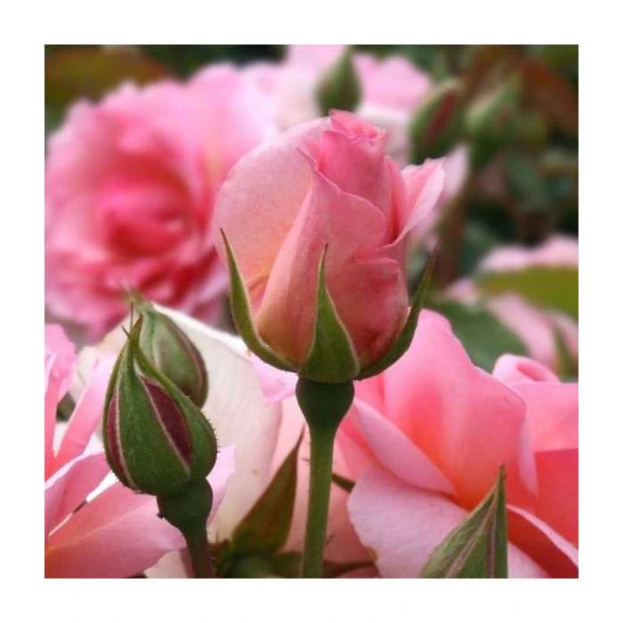 Happy Retirement | Floribunda Rose 4 Happy Retirement | Floribunda Rose - Image 2