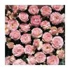 Pearl Anniversary | Floribunda Rose -FruitSprout Shop PL11019 main image a72c