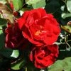 Ruby Anniversary | Hybrid Tea Rose -FruitSprout Shop PL11023 main image a7ac