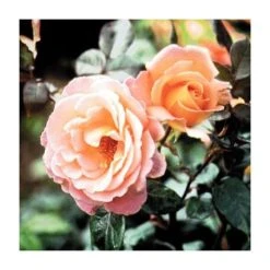 Rosemary Harkness | Hybrid Tea Rose -FruitSprout Shop PL11049 add image 1 3297