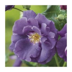 Rhapsody In Blue | Floribunda Rose -FruitSprout Shop PL11079 add image 1 6aef