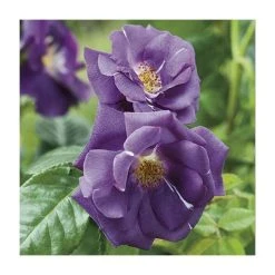 Rhapsody In Blue | Floribunda Rose -FruitSprout Shop PL11079 add image 2 0282