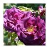 Rhapsody In Blue | Floribunda Rose -FruitSprout Shop PL11079 main image 73ee