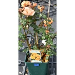 Bridge Of Sighs | Climbing Rose -FruitSprout Shop PL11131 add image 1 0dcb
