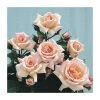 Compassion| Climbing Rose -FruitSprout Shop PL11135 main image b22f