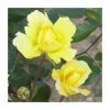 Golden Showers | Climbing Rose -FruitSprout Shop PL11140 main image f37e