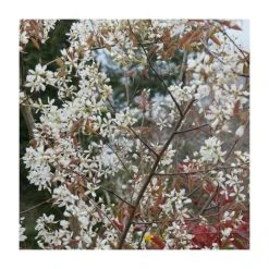 Amelanchier canadensis | Snowy Mespilus Hedging