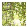 Betula pendula | Silver Birch Hedging 2 Betula pendula | Silver Birch Hedging -FruitSprout Shop PL509X1 main image d188