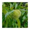 Castanea sativa | Sweet Chestnut Hedging -FruitSprout Shop PL517X1 main image 081e