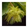 Corylus avellana | Hazel Hedging -FruitSprout Shop PL523X1 main image a52d