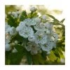 Crataegus monogyna | Hawthorn Hedging 2 Crataegus monogyna | Hawthorn Hedging -FruitSprout Shop PL525X1 main image 2ce4