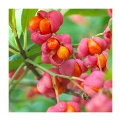 80 - 120cm Euonymus europaeus | Spindle | Bare Root Hedging -FruitSprout Shop PL528X1 add image 1 2b0b