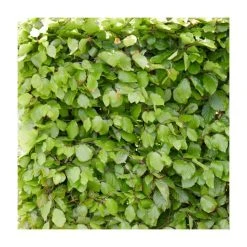 Fagus sylvatica | Green Beech Hedging