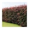 Fagus sylvatica purpurea | Copper Beech Hedging -FruitSprout Shop PL532X1 main image 3d59