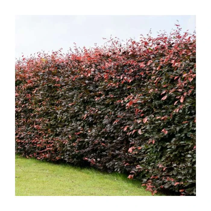 Fagus sylvatica purpurea | Copper Beech Hedging 3 Fagus sylvatica purpurea | Copper Beech Hedging