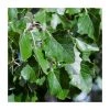 100 - 125cm Populus alba | White Poplar |Bare Root Hedging -FruitSprout Shop PL541X1 main image d6d2
