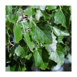 100 - 125cm Populus alba | White Poplar |Bare Root Hedging