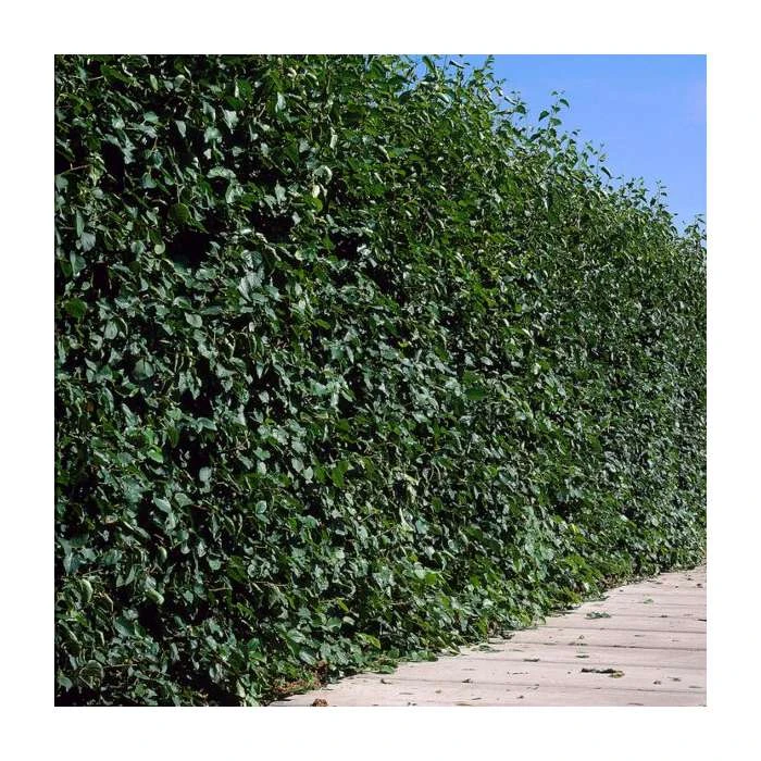 Bare Root Sales Shop -FruitSprout Shop PL542X1 main image 0f7e