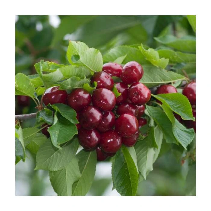 Prunus avium | Wild Cherry Hedging 4 Prunus avium | Wild Cherry Hedging - Image 2