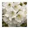 Prunus avium | Wild Cherry Hedging -FruitSprout Shop PL543X1 main image 187e