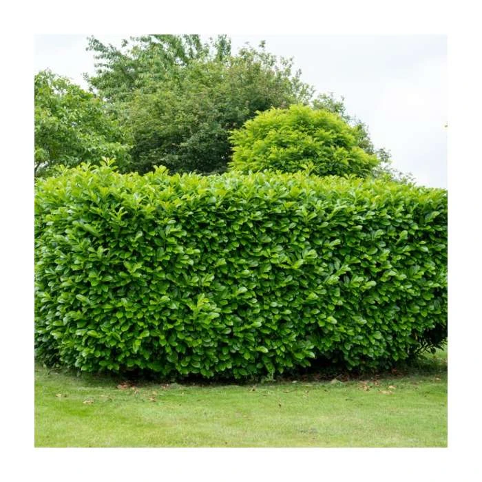 Prunus laurocerasus | Laurel Hedge Hedging 2 Prunus laurocerasus | Laurel Hedge Hedging