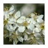 Prunus spinosa | Blackthorn Hedging -FruitSprout Shop PL549X1 main image a919