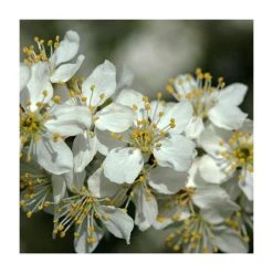 Prunus spinosa | Blackthorn Hedging