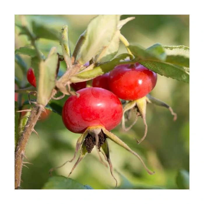 Rosa canina | Dog Rose Hedging 4 Rosa canina | Dog Rose Hedging - Image 2