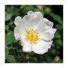 Rosa canina | Dog Rose Hedging 2 Rosa canina | Dog Rose Hedging -FruitSprout Shop PL552X1 main image d26b