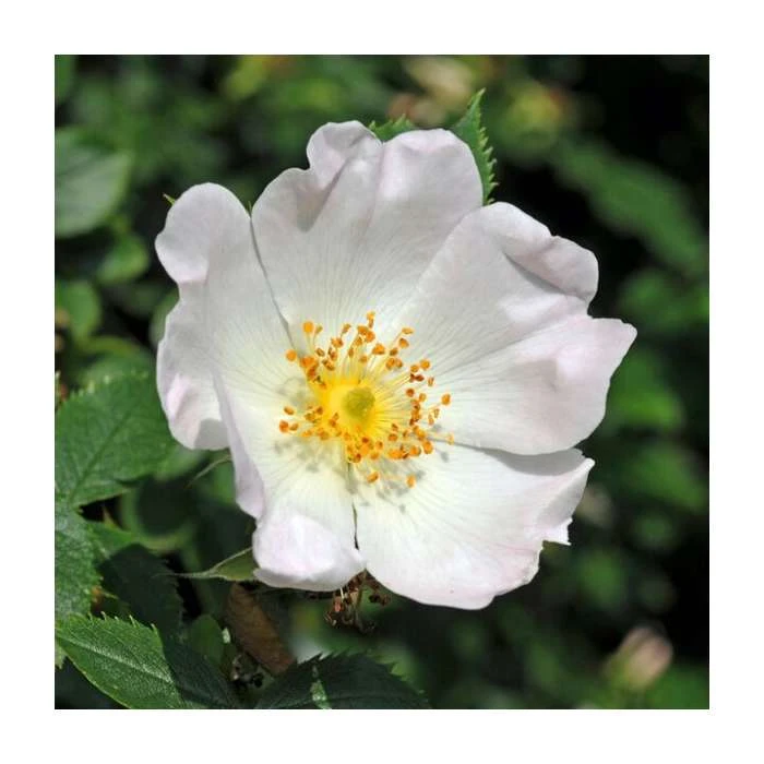 Rosa canina | Dog Rose Hedging 3 Rosa canina | Dog Rose Hedging