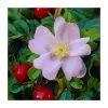 50 - 80cm Rosa rugosa | Ramanas Rose | Bare Root Hedging -FruitSprout Shop PL555X1 main image f6a3