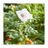 50 - 80cm Rosa rugosa alba | White Ramanas Rose | Bare Root Hedging -FruitSprout Shop PL556X1 main image ba9f