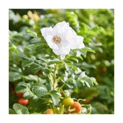50 - 80cm Rosa rugosa alba | White Ramanas Rose | Bare Root Hedging