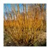 100 - 125cm Salix alba 'Chermesina' | Scarlet Willow | Bare Root Hedging -FruitSprout Shop PL557X1 main image b1ff