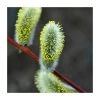 80 - 120cm Salix caprea | Goat Willow | Bare Root Hedging -FruitSprout Shop PL559X1 main image 1df8