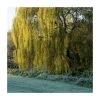 100 - 125cm Salix chrysocoma | Weeping Willow | Bare Root Hedging -FruitSprout Shop PL560X1 main image 2009