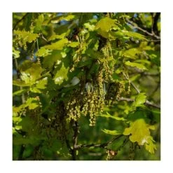50 - 80cm Quercus robur | Oak | Bare Root Hedging