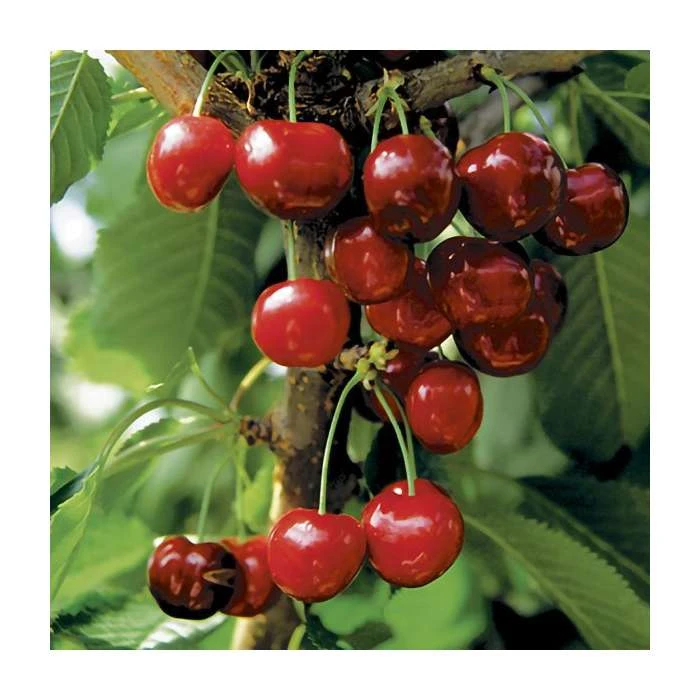 Prunus 'Burlat' | Cherry Tree 4 Prunus 'Burlat' | Cherry Tree - Image 2