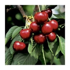 Prunus 'Burlat' | Cherry Tree 7 Prunus 'Burlat' | Cherry Tree -FruitSprout Shop PL923105 add image 2 da86