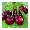 Prunus 'Karina' | Cherry Tree -FruitSprout Shop PL923106 main image dc0d