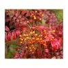 Sorbus commixta 'Embley' | Japanese Rowan Tree -FruitSprout Shop PL923116 main image ea17