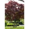 Acer palmatum 'Atropurpureum' | Japanese Maple Tree -FruitSprout Shop PL9239050 main image 43a2