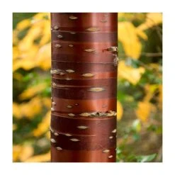 Bare Root Sales Shop -FruitSprout Shop PL9239056 rollover image bcb2