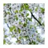 Prunus 'Umineko' | Cherry Blossom Tree -FruitSprout Shop PL9239057 main image 3d8b